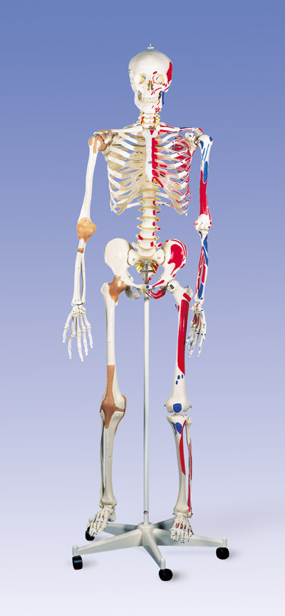 Squelettes & Pièces d'ostéologie
